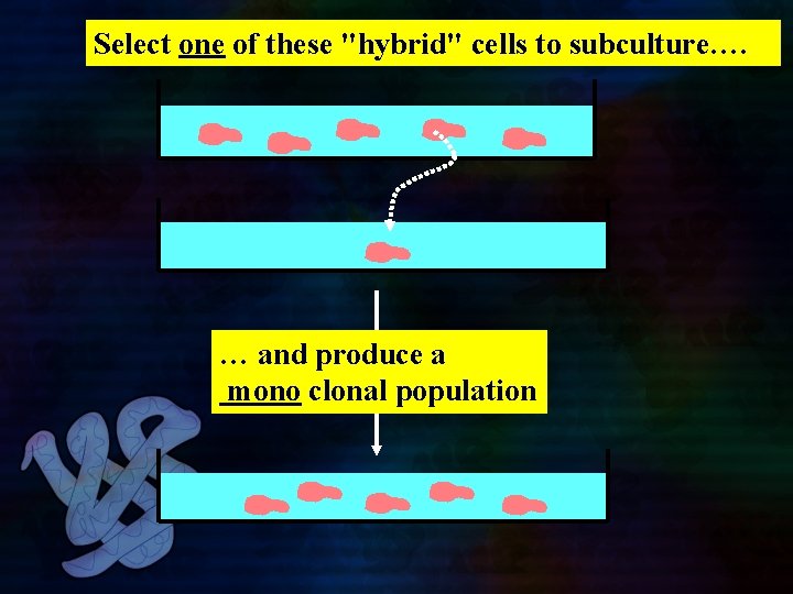 Select one of these "hybrid" cells to subculture…. … and produce a mono clonal