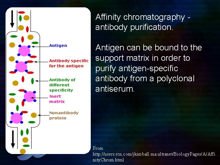 Affinity chromatography - antibody purification. Antigen can be bound to the support matrix in