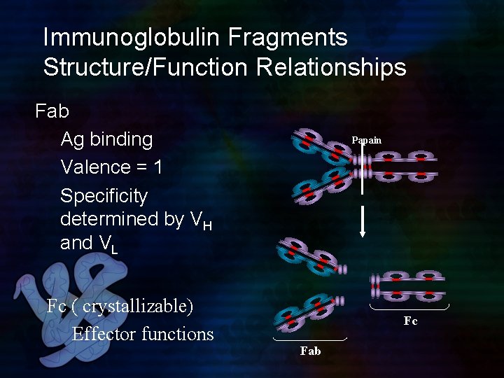 Immunoglobulin Fragments Structure/Function Relationships Fab Ag binding Valence = 1 Specificity determined by VH