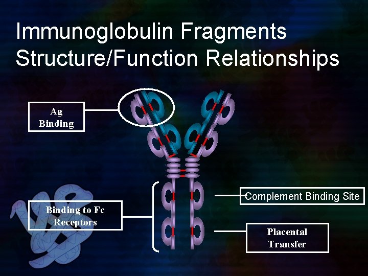 Immunoglobulin Fragments Structure/Function Relationships Ag Binding Complement Binding Site Binding to Fc Receptors Placental