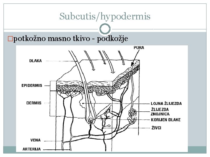 Subcutis/hypodermis �potkožno masno tkivo - podkožje 