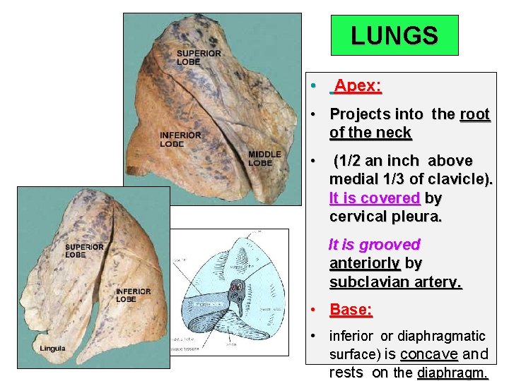 LUNGS • Apex: • Projects into the root of the neck • (1/2 an
