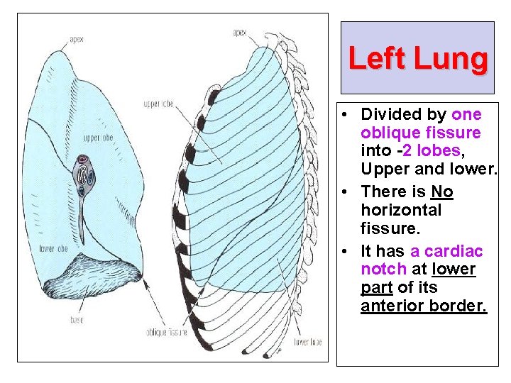Left Lung • Divided by one oblique fissure into -2 lobes, Upper and lower.