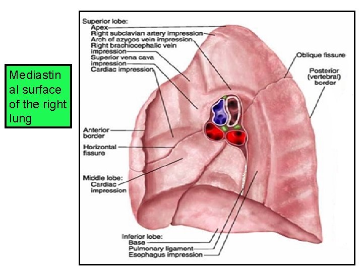 Mediastin al surface of the right lung 