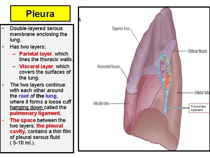 Pleura • • Double-layered serous membrane enclosing the lung. Has two layers: – Parietal