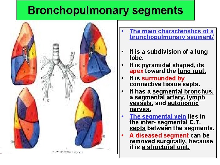 Bronchopulmonary segments • The main characteristics of a bronchopulmonary segment/ • It is a