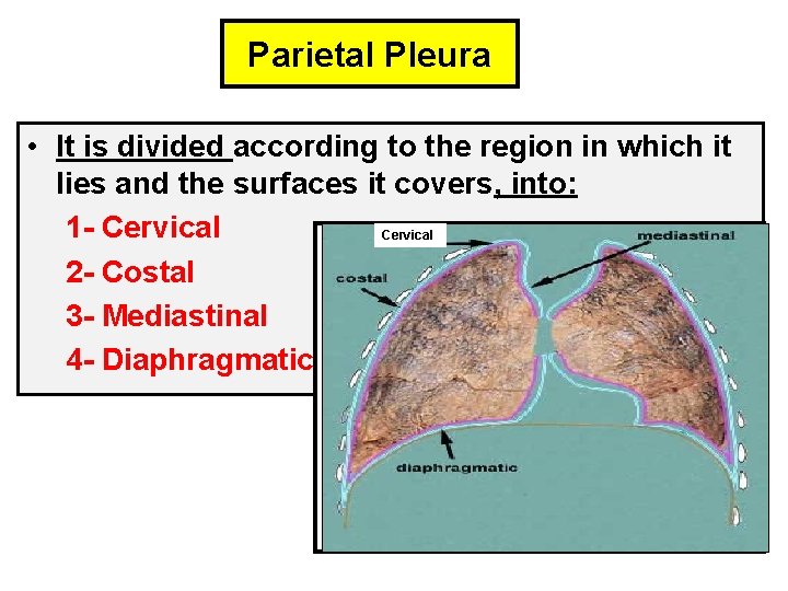 Parietal Pleura • It is divided according to the region in which it lies