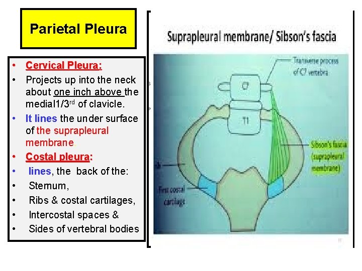 Parietal Pleura • Cervical Pleura: Pleura • Projects up into the neck about one
