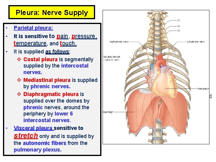 Pleura: Nerve Supply • Parietal pleura: • It is sensitive to pain, pressure, temperature,
