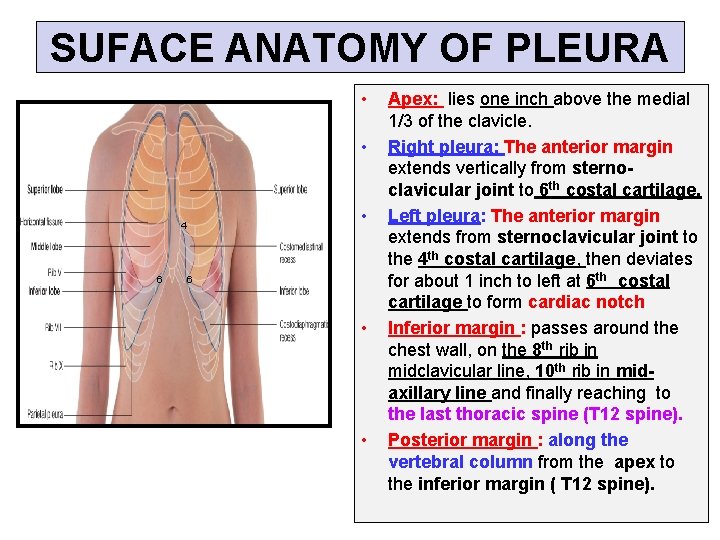 SUFACE ANATOMY OF PLEURA • • • 4 6 6 • • Apex: lies