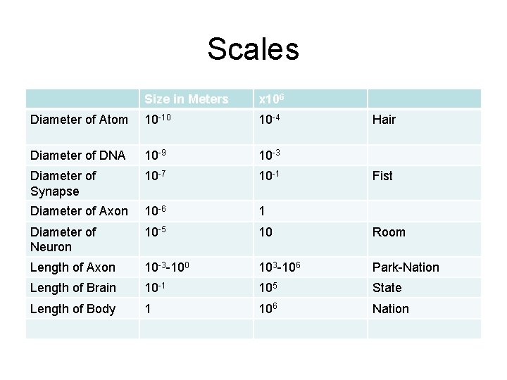 Scales Size in Meters x 106 Diameter of Atom 10 -10 10 -4 Diameter