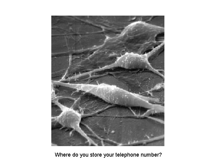 Where do you store your telephone number? 