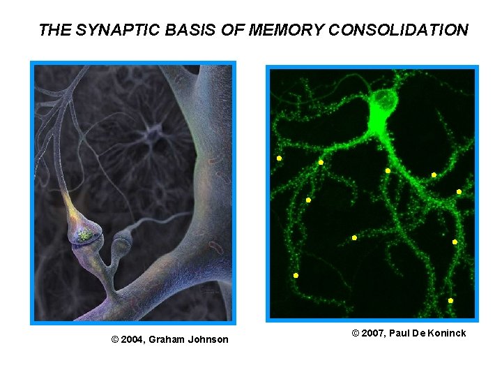 THE SYNAPTIC BASIS OF MEMORY CONSOLIDATION © 2004, Graham Johnson © 2007, Paul De