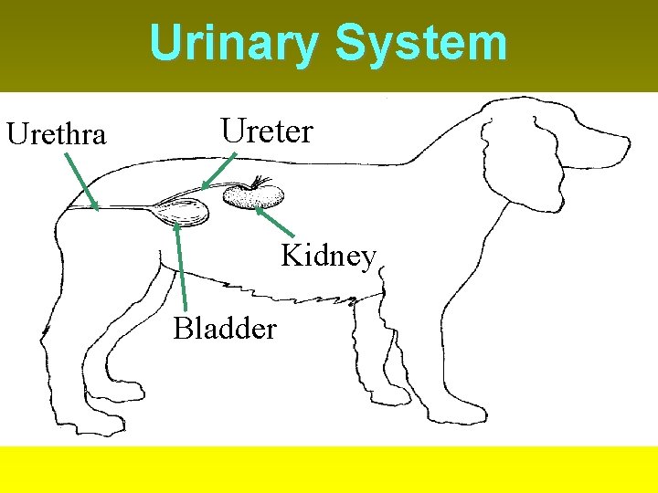 Urinary System Urethra Ureter Kidney Bladder 