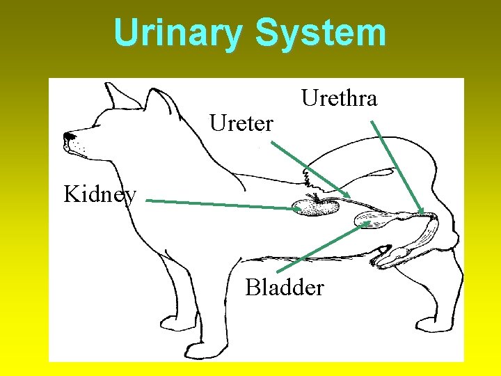 Urinary System Ureter Urethra Kidney Bladder 