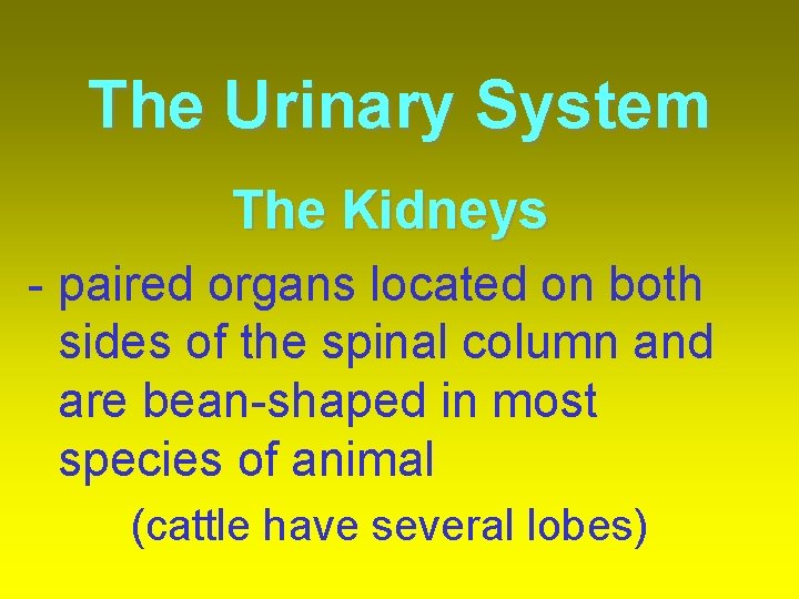 The Urinary System The Kidneys - paired organs located on both sides of the