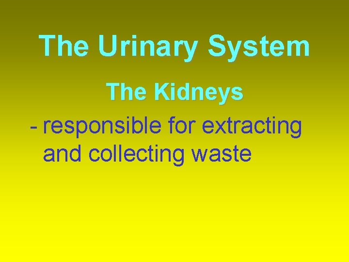 The Urinary System The Kidneys - responsible for extracting and collecting waste 
