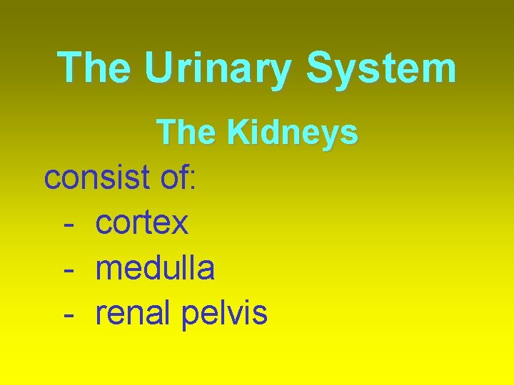 The Urinary System The Kidneys consist of: - cortex - medulla - renal pelvis