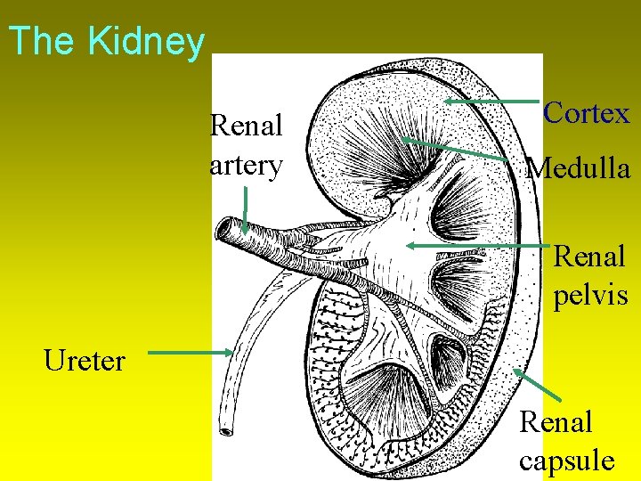 The Kidney Renal artery Cortex Medulla Renal pelvis Ureter Renal capsule 