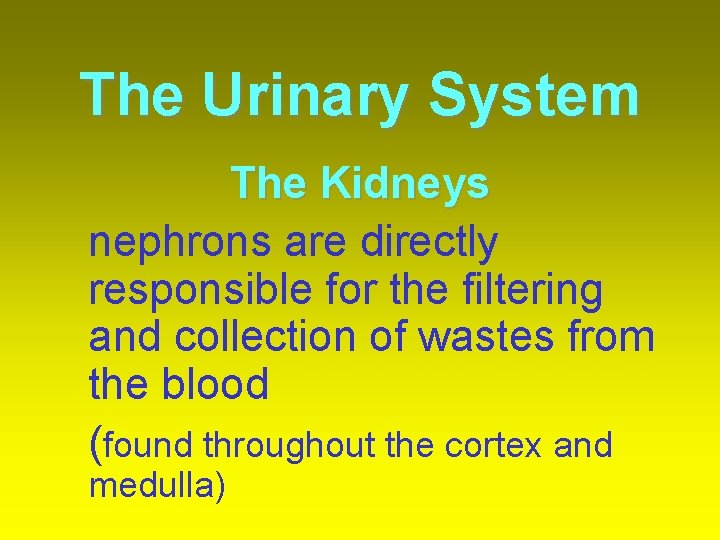 The Urinary System The Kidneys nephrons are directly responsible for the filtering and collection