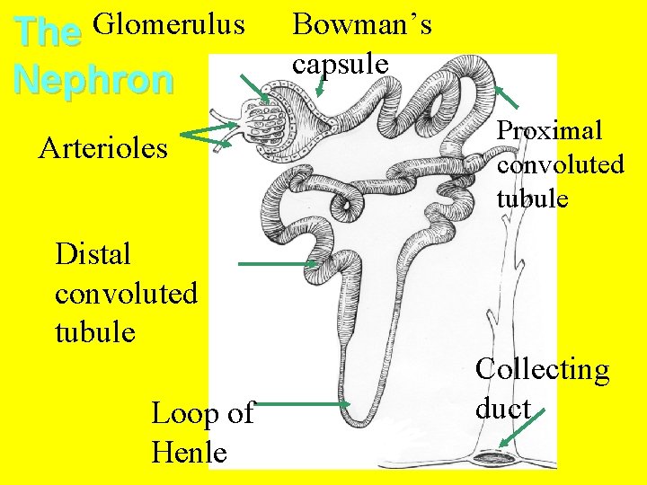 The Glomerulus Nephron Arterioles Bowman’s capsule Proximal convoluted tubule Distal convoluted tubule Loop of