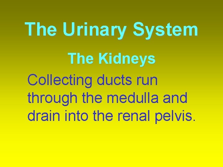 The Urinary System The Kidneys Collecting ducts run through the medulla and drain into