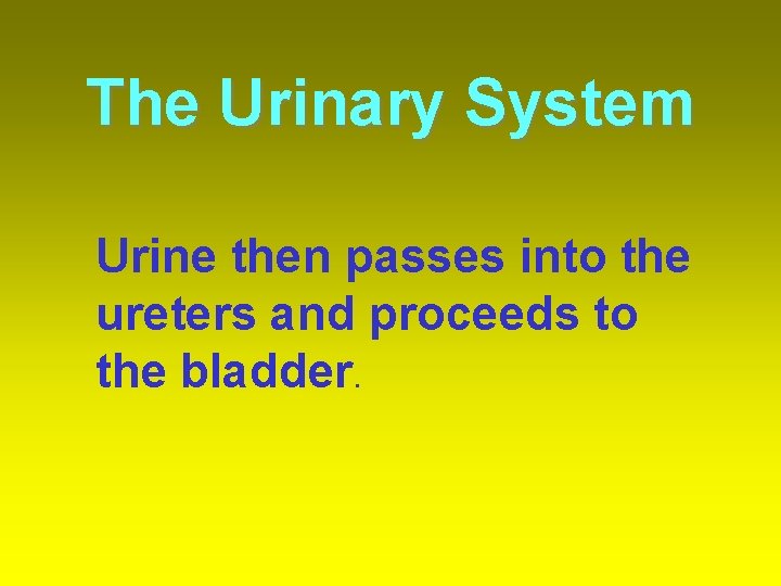 The Urinary System Urine then passes into the ureters and proceeds to the bladder.