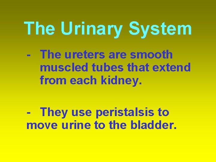 The Urinary System - The ureters are smooth muscled tubes that extend from each