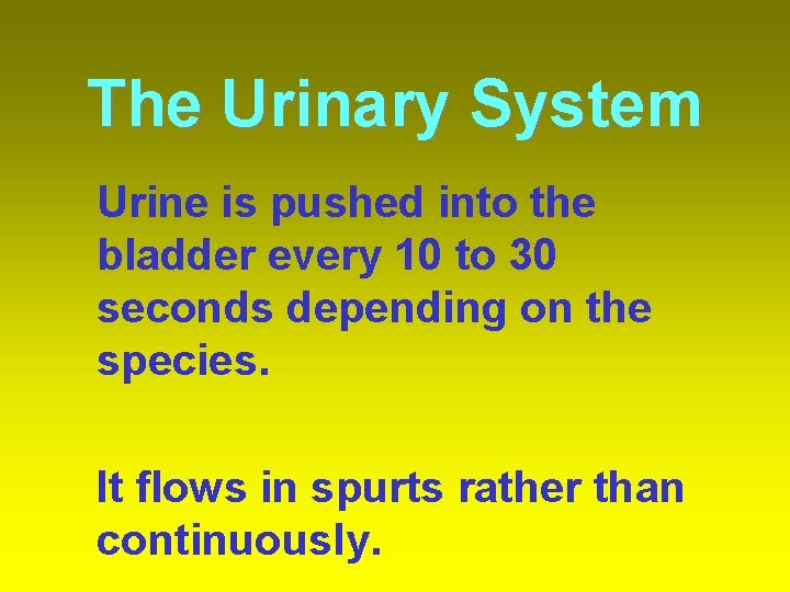 The Urinary System Urine is pushed into the bladder every 10 to 30 seconds