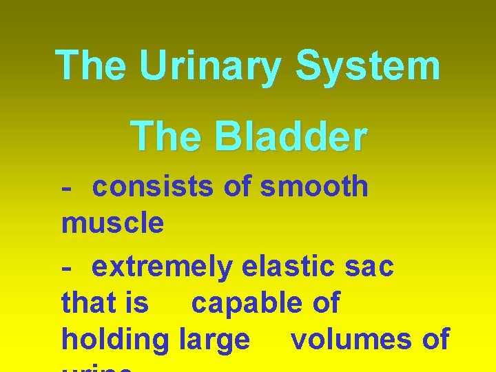 The Urinary System The Bladder - consists of smooth muscle - extremely elastic sac