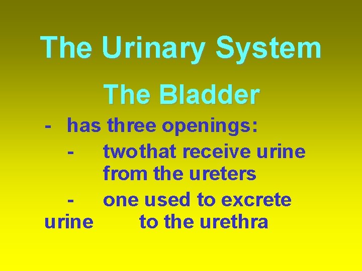 The Urinary System The Bladder - has three openings: - twothat receive urine from