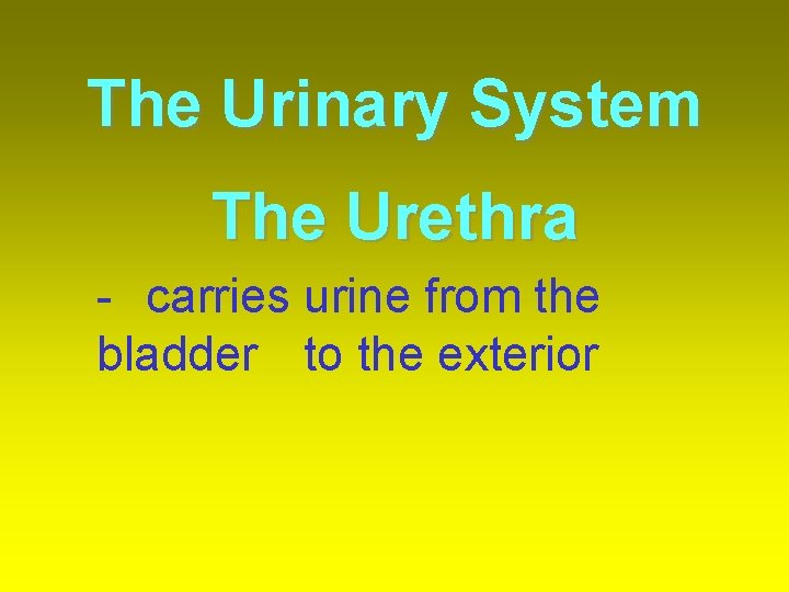 The Urinary System The Urethra - carries urine from the bladder to the exterior