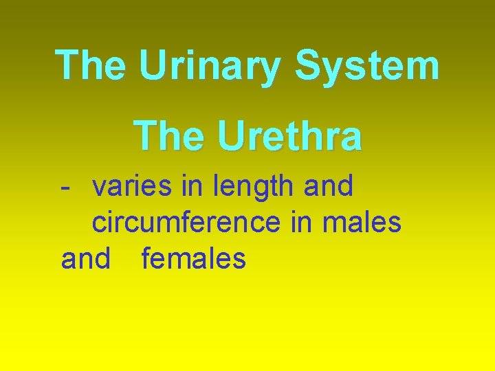 The Urinary System The Urethra - varies in length and circumference in males and