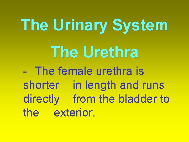 The Urinary System The Urethra - The female urethra is shorter in length and