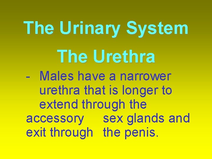 The Urinary System The Urethra - Males have a narrower urethra that is longer