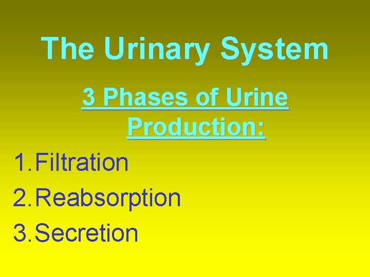 The Urinary System 3 Phases of Urine Production: 1. Filtration 2. Reabsorption 3. Secretion