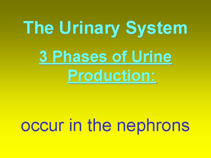 The Urinary System 3 Phases of Urine Production: occur in the nephrons 