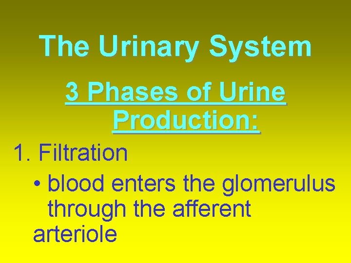 The Urinary System 3 Phases of Urine Production: 1. Filtration • blood enters the