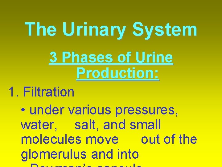 The Urinary System 3 Phases of Urine Production: 1. Filtration • under various pressures,