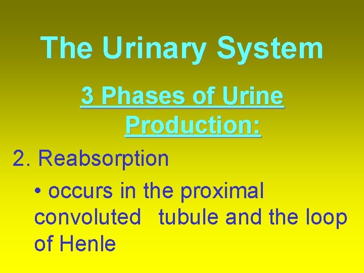 The Urinary System 3 Phases of Urine Production: 2. Reabsorption • occurs in the