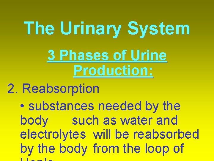 The Urinary System 3 Phases of Urine Production: 2. Reabsorption • substances needed by