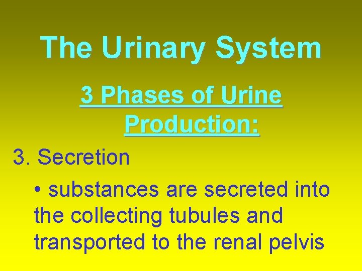 The Urinary System 3 Phases of Urine Production: 3. Secretion • substances are secreted