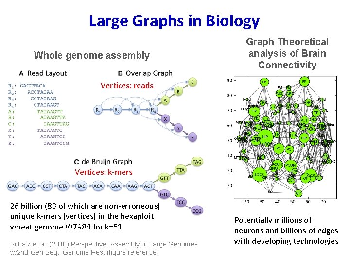 Large Graphs in Biology Whole genome assembly Graph Theoretical analysis of Brain Connectivity Vertices: