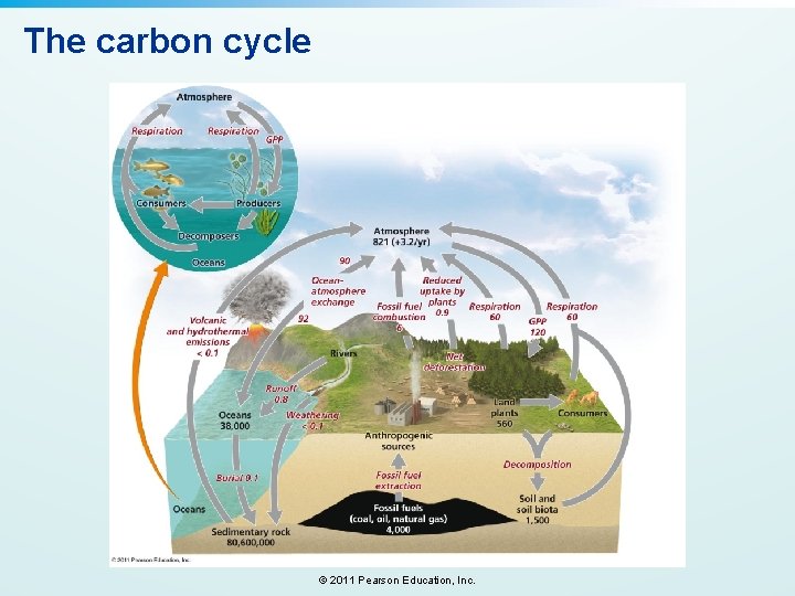 The carbon cycle © 2011 Pearson Education, Inc. 