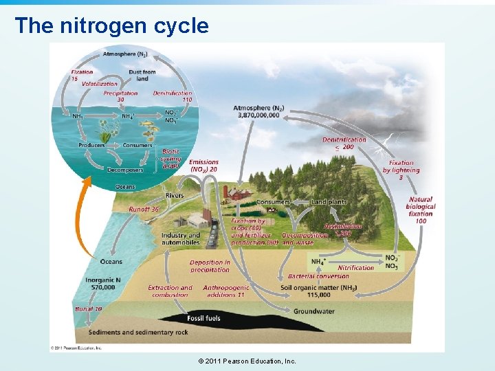 The nitrogen cycle © 2011 Pearson Education, Inc. 