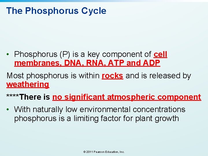 The Phosphorus Cycle • Phosphorus (P) is a key component of cell membranes, DNA,