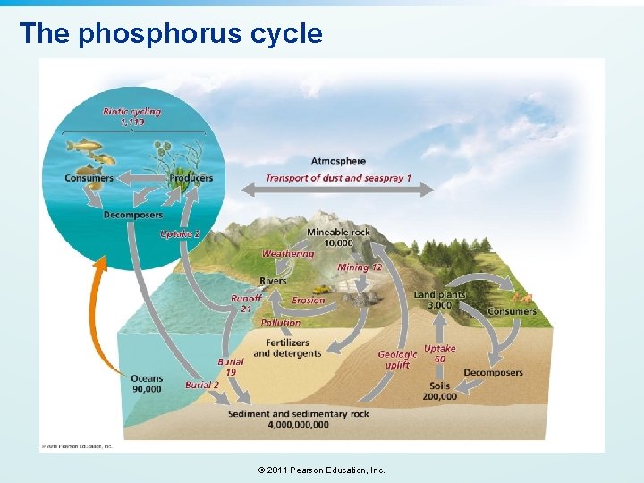 The phosphorus cycle © 2011 Pearson Education, Inc. 