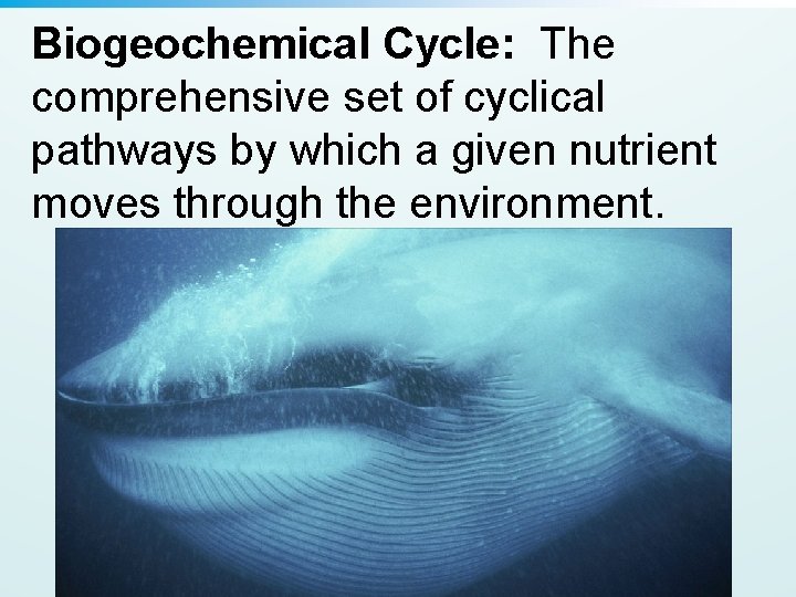 Biogeochemical Cycle: The comprehensive set of cyclical pathways by which a given nutrient moves