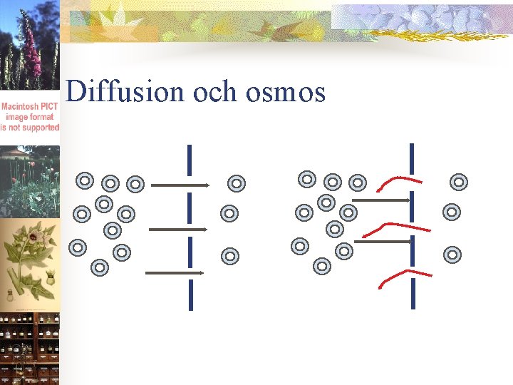 Diffusion och osmos 