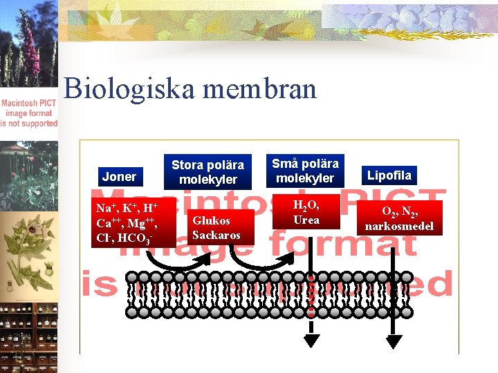 Biologiska membran Joner Na+, K+, H+ Ca++, Mg++, Cl-, HCO 3 - Stora polära